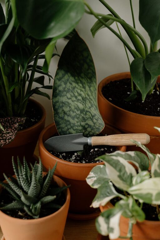 Astuces simples pour entretenir vos plantes d’intérieur toute l’année